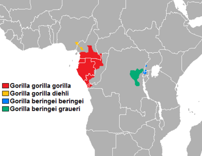 Archivo:Distibución gorilla