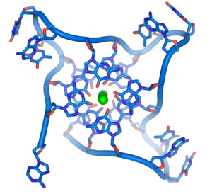 Archivo:Parallel telomere quadruple