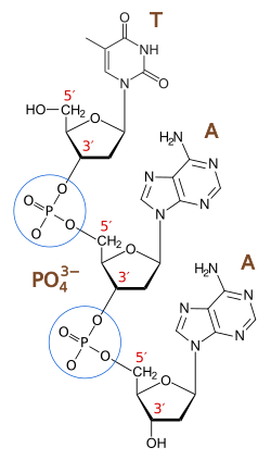 Archivo:Phosphodiester Bond Diagram