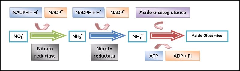 Archivo:Sintesis nitrogeno