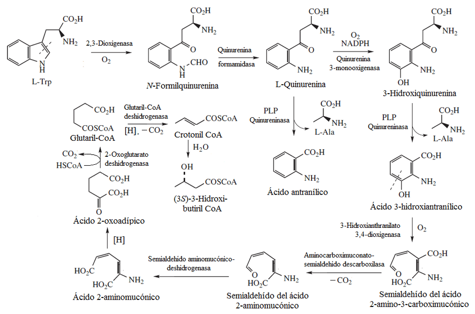 Catabolismo del triptófano