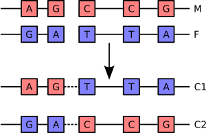 Archivo:Chromosomal Recombination