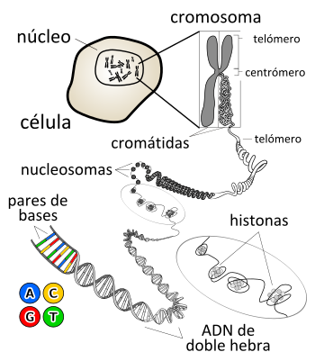 Archivo:Chromosome-es