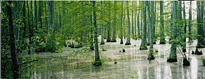 Archivo:Wolf-River-swamp-North-Mississippi