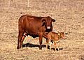 Cow with calf