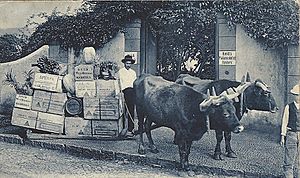 Archivo:Funchal, Madeira, 1914