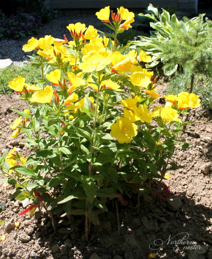 evening primrose