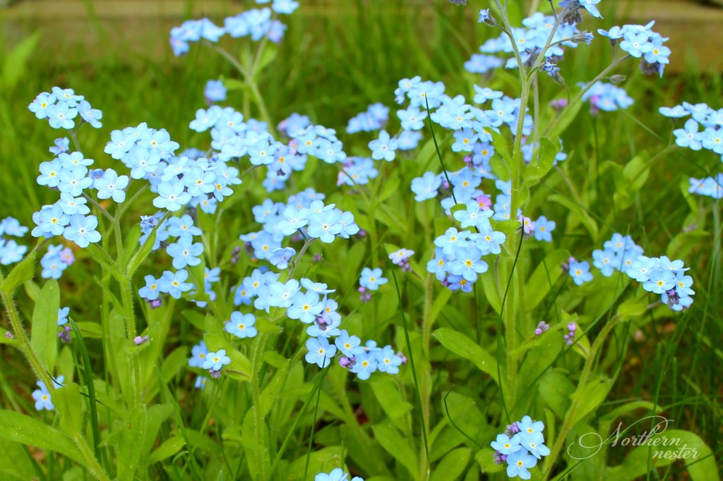 forget me nots