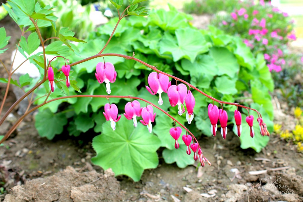 shade bleeding hearts