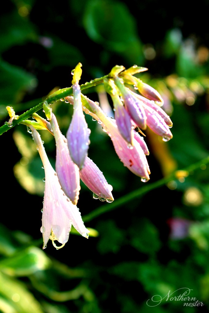 shade hosta