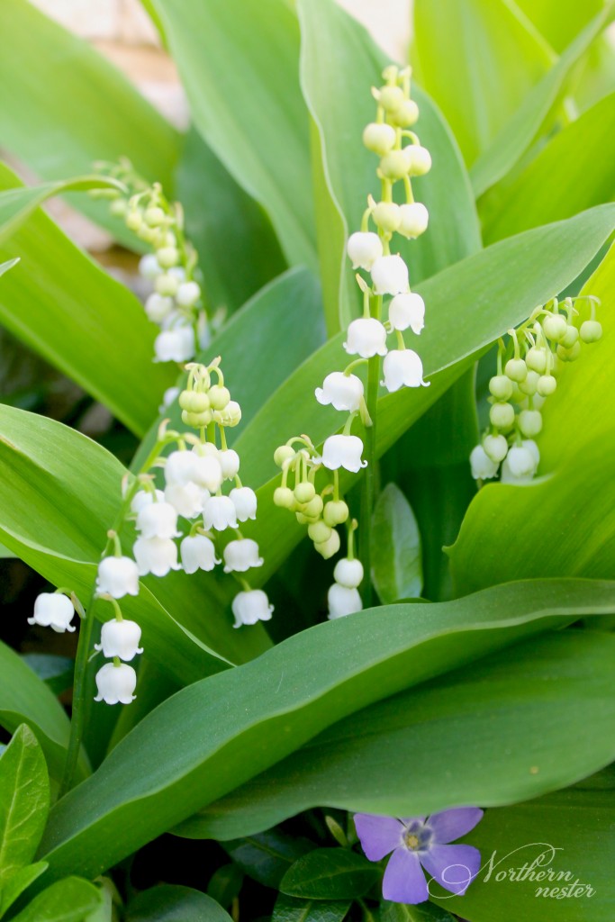 shade lily of the valley