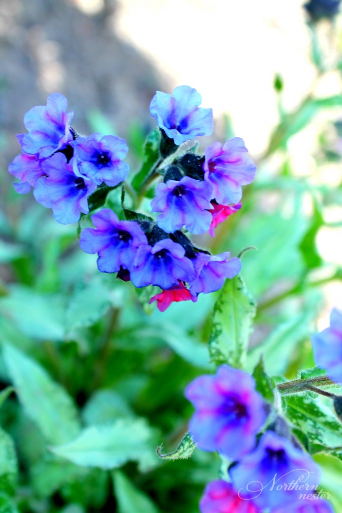 shade lungwort