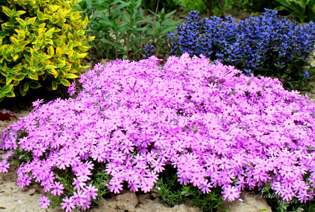 shade moss phlox