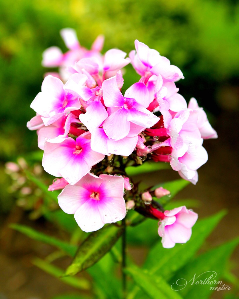 shade phlox