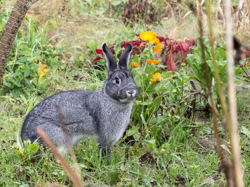 chinchilla rabbit