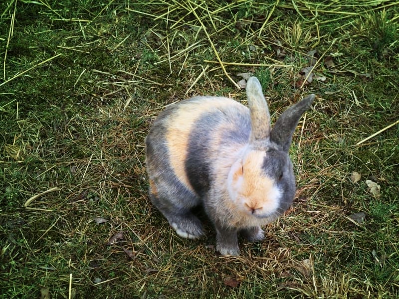 harlequin rabbit