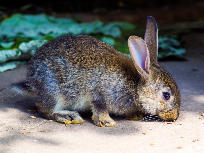 silverfox rabbit