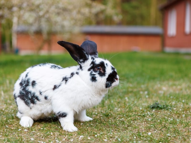 checkered giant rabbit