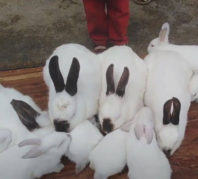 himalayan rabbit