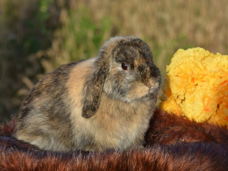 french lop rabbit