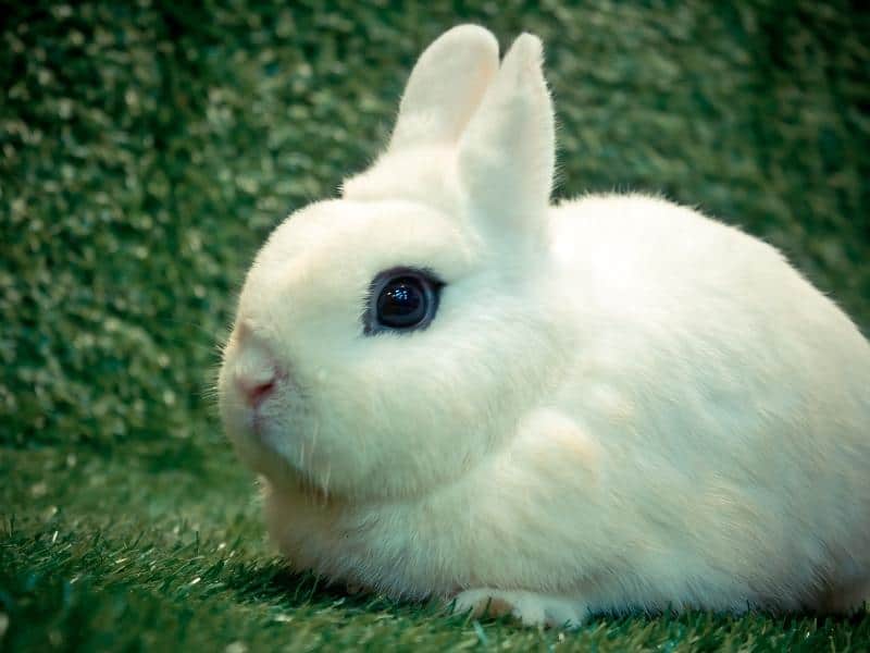 hotot rabbit