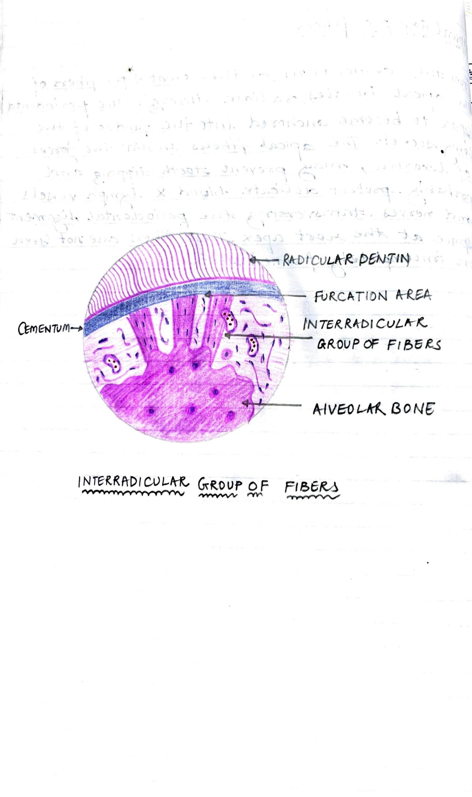 BDS 1st year DENTAL HISTOLOGY (DADH) ALL SLIDES for slide ...