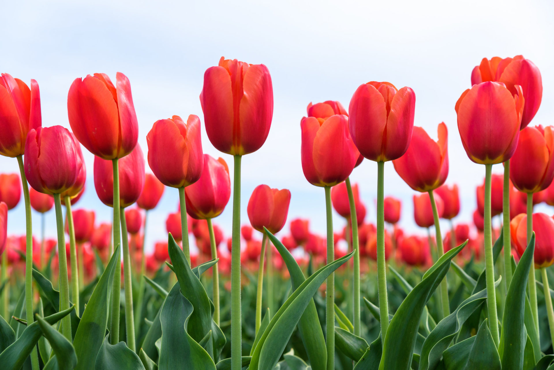 Beautiful Tulip Flower Image