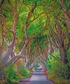 beautiful-dark-hedges-paint-by-number