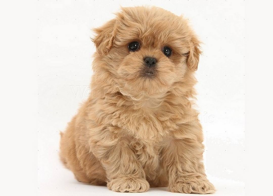 Chó Phốc Sóc mini lai Poodle - Đặc điểm, giá bán, nơi mua?