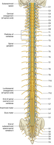 27. Intraspinal Access and Medication Administration | Nurse Key