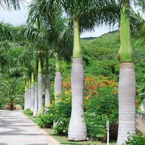 Royal Bottle Palm – Plant