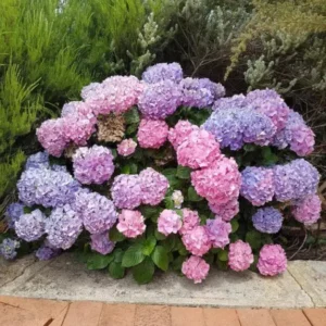 Buy Hydrangea mophead plant online