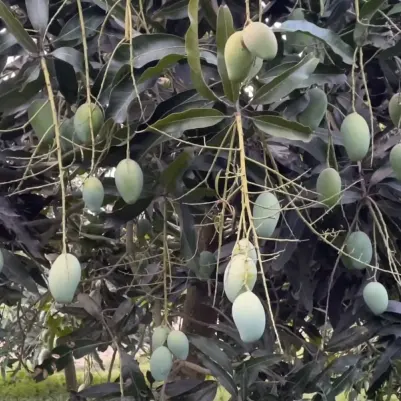 Buy Amrapali Mango Plant – Grafted Mango Tree – Nursery Nisarga