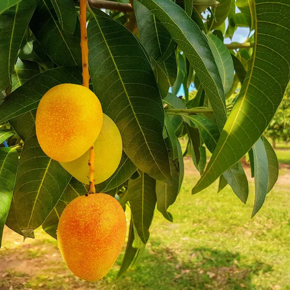 Buy Alphonso Mango, Hapus aam online – Nursery Nisarga