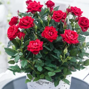 Buy Dutch Rose "HT", Dutch Gulab - plant From Nursery Nisarga