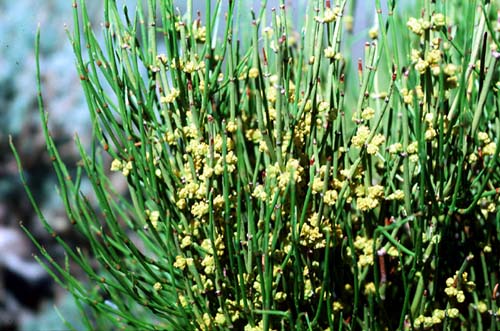 Ephedra Plant.jpg