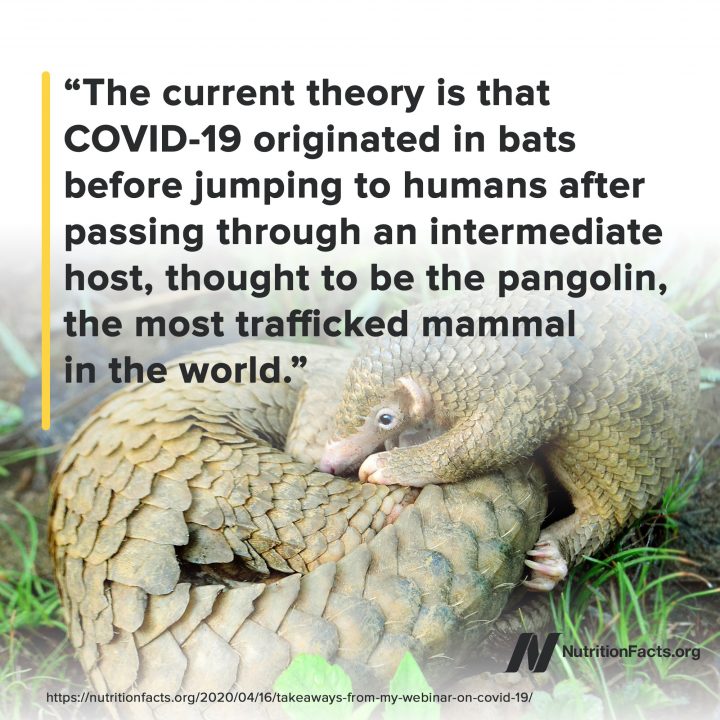 Pangolin theory