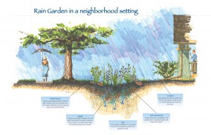 This diagram shows how a rain garden works in a home landscape.  Photo courtesy NRCS