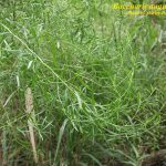 The leaf of Baccharis angustifolia is narrower than B. halmifolia. Both are succulent, enabling the plants to hold on to moisture in a salty environment. Photo courtesy Shirley Denton, Florida Plant Atlas.