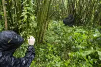 RWA St Rwanda Mountain Gorilla Trekking Tourist Volcanoes National Park Karenfoleyphotography