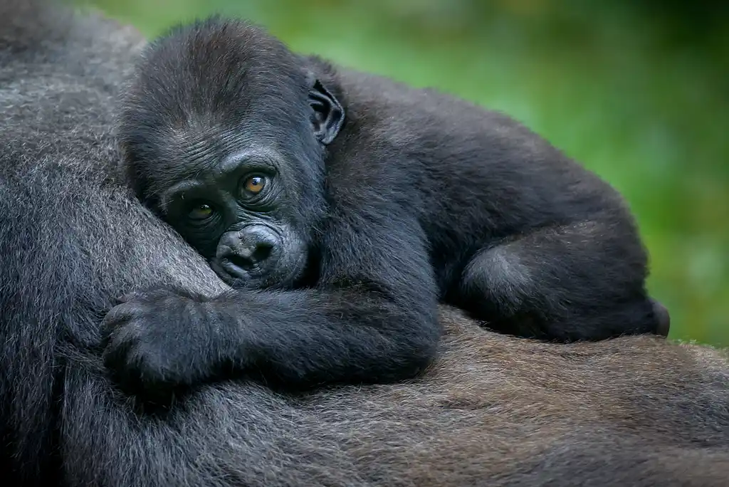 RWA St Rwanda Volcanoes National Park Mountain Gorilla Shutterstock Asaf Weizman