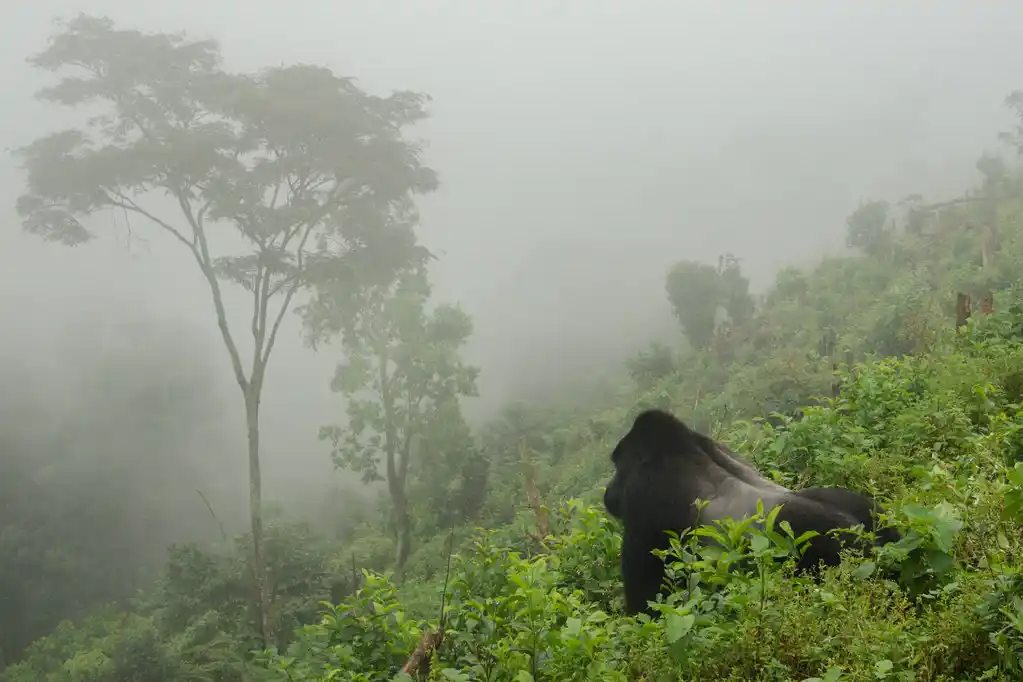 RWA St Rwanda Mountain Gorilla Shutterstock Brina L Bunt