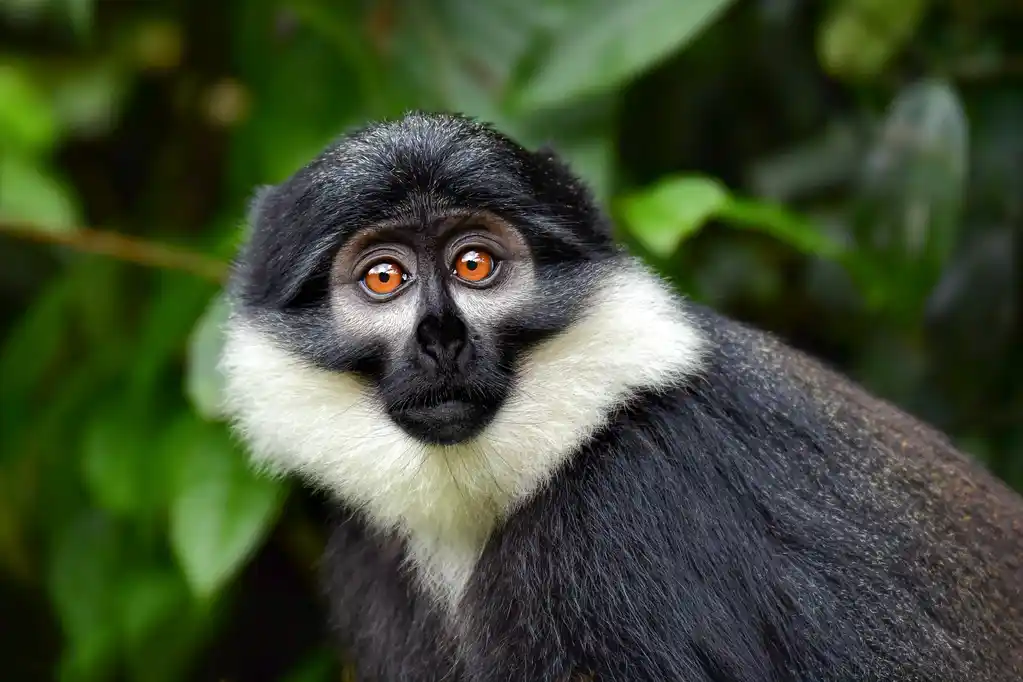 RWA St Rwanda Lhoest Monkey Shutterstock Onyx9