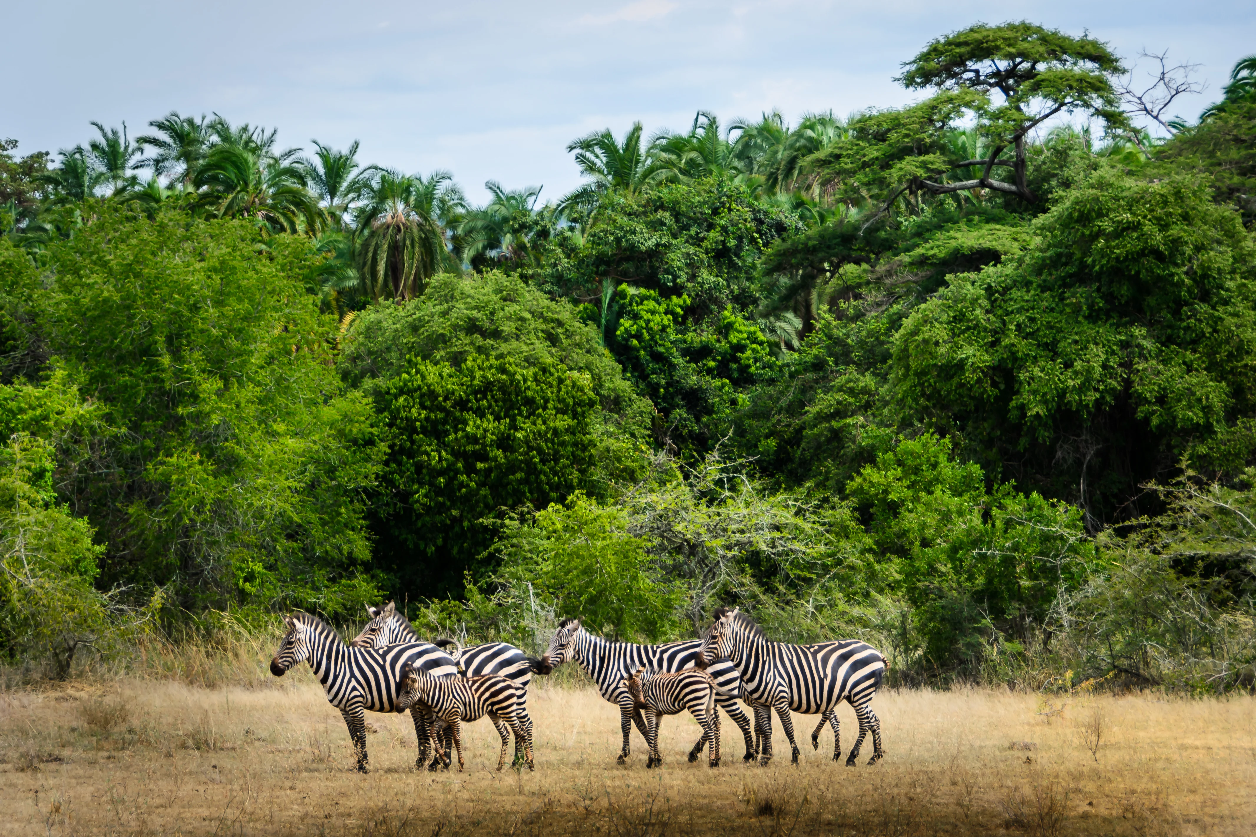 St Rwanda Akagera Zebra Shutterstock Tetyana Dotsenko