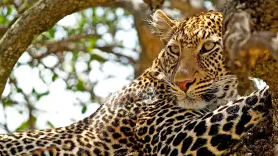 Botswana African Leopard