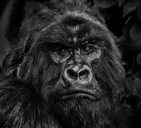 Sl Rwanda Gorilla David Yarrow