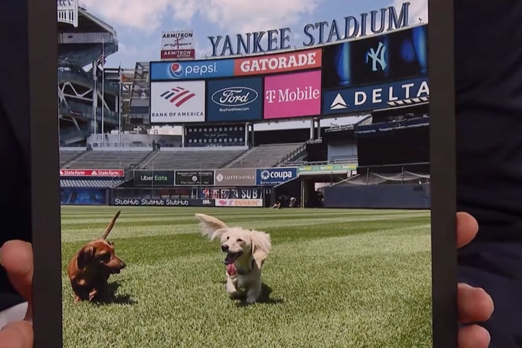 Rizzo's dog Kevin, right, and Judge's dog, Penny, left.