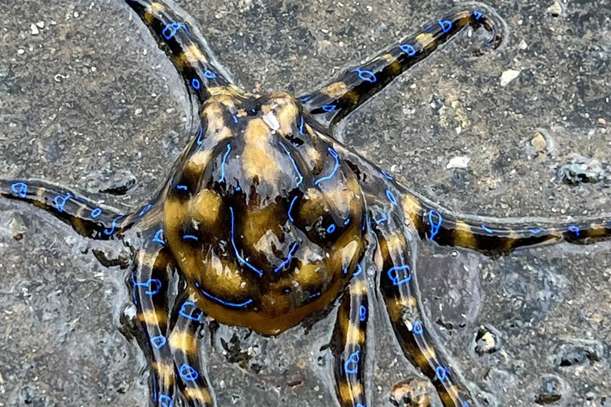 Greater Blue Ringed Octopus