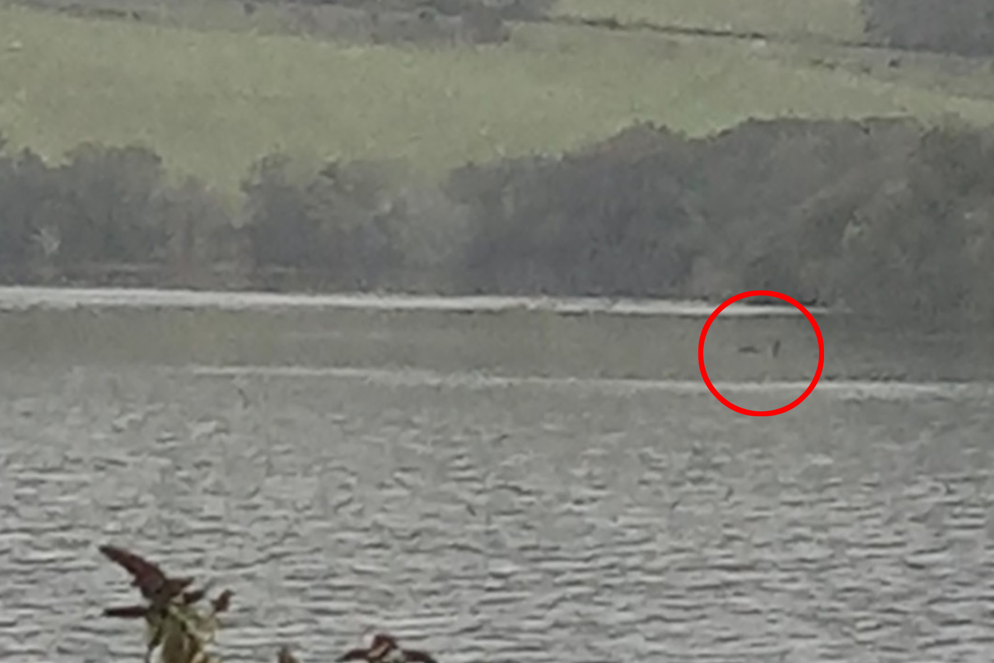 Is this the Loch Ness Monster? ‘Clearest evidence’ yet captured by ...