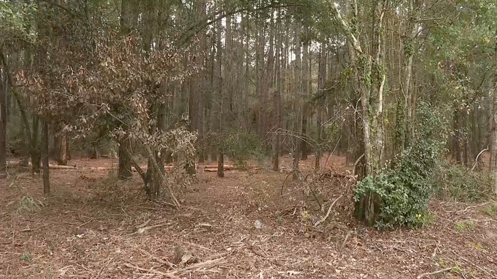 The Louisiana woods where Materne left the poor young girl just before Christmas.